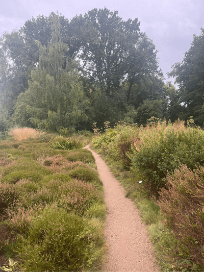 Weg durch herbstlich gefärbte Büsche im Botanischen Garten Frankfurt Weg durch herbstlich gefärbte Büsche im Botanischen Garten Frankfurt