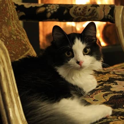Katze auf Stuhl vor Kaminfeuer