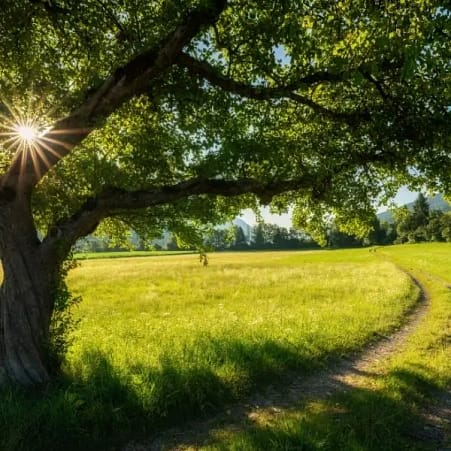 Sonnenlicht fällt durch einen Baum auf einen Weg und lädt dazu ein, erste Schritte zu gehen