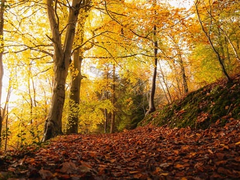 Laubbedeckter Weg durch Herbstwald