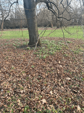 Ein Baum mit zahlreichen Schneeglöckchen, die ihn umgeben. Die zarten Blumen kündigen den nahenden Frühling an und symbolisieren das Erwachen der Natur nach dem Winter