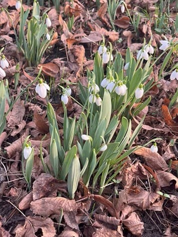 Die ersten Schneeglöckchen sprießen aus dem Laub und verkünden sanft den nahenden Frühling - ein Symbol für Hoffnung und Neubeginn zu Imbolc Die ersten Schneeglöckchen sprießen aus dem Laub und verkünden sanft den nahenden Frühling - ein Symbol für Hoffnung und Neubeginn zu Imbolc