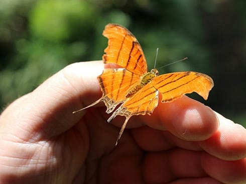 Oranger Schmetterling sitzt auf Hand