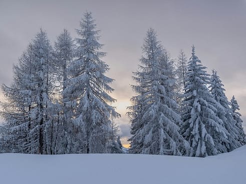 yule-wintersonnenwende-jule-keltischer-jahreskreis-rituale-magie-hoffnung-loslassen-neubeginn-bewusste-winterzeit-rauhnaechte-13-wuensche-natur-wald Verschneite Bäume