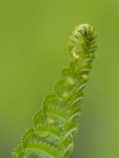 Wachstum im eigenen Rhythmus: Symbolische Farnspirale Farnspirale als Symbol für organisches Wachstum und natürlichen Flow im Businessaufbau