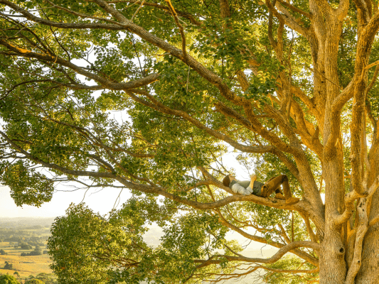 Mann liegt entspannt in einem Baum – Verbindung von Achtsamkeit, Präsenz und gelebter Spiritualität.