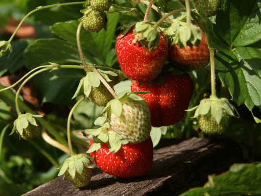 Reife und halbreife Erdbeeren am Strauch im Frühlingslicht – Symbol für Beltane, Sinnlichkeit und die Süße des Lebens