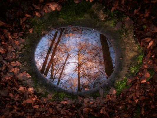 Spiegelung im Wald als Metapher für Selbstfindung im Business Aufbau und die damit verbundenen Learnings