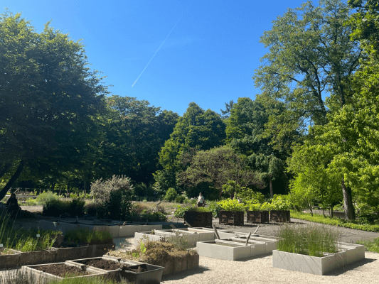 Blauer Himmel über Beeten im Botanischen Garten Frankfurt - der Sommer liegt in der Luft