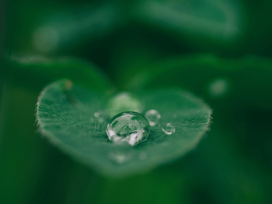 Ein einzelner Wassertropfen auf einem herzförmigen Blatt - Symbol für den inneren Raum der Seele