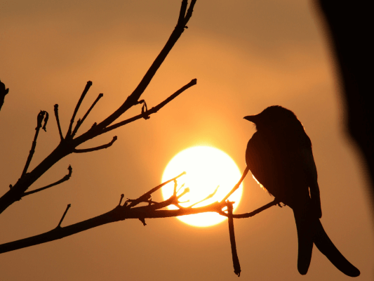 Singvogel im Gegenlicht des Sonnenaufgangs - Mut zur eigenen Stimme und zum Selbstausdruck