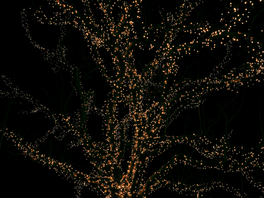 Baum voller Lichter im Dunkeln - Wenn Stimmen im Chor erklingen und sich verbinden