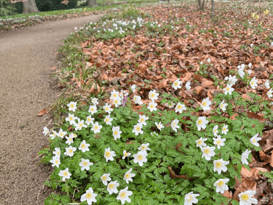 Buschwindröschen am Wegesrand Buschwindröschen am Wegesrand im Frühlingslicht