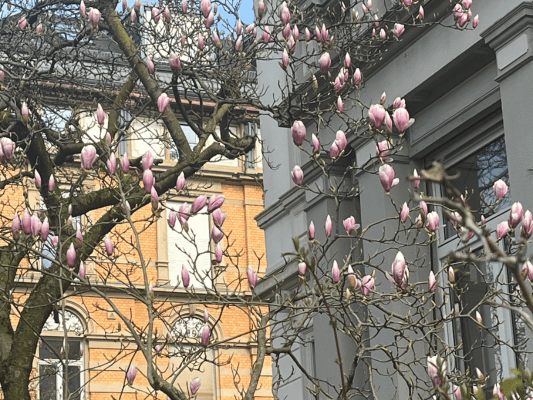 Magnolienknospen vor einer Hausfassade – Frühlingsbeginn und neue Impulse