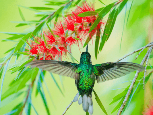 Ein Kolibri mit schimmernd grünem Rücken ruht vor roten Blüten – ein Bild für Einzigartigkeit und den Mut, den eigenen Weg zu gehen.