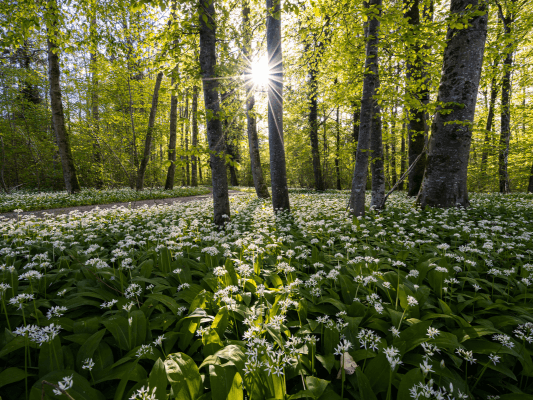 Sonnenstrahlen fallen durch einen frühlingsgrünen Wald – Sinnbild für die Beltane-Zeit des Erwachens und Aufblühens