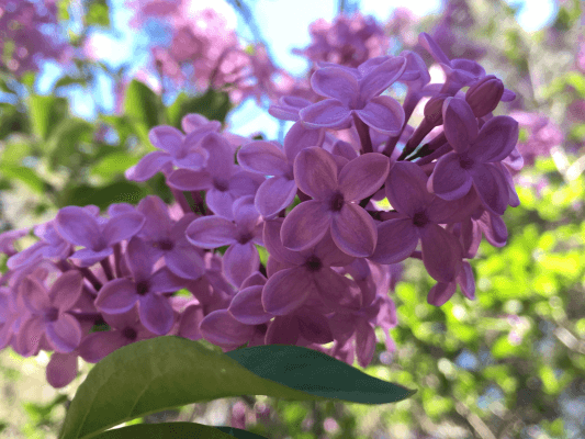 Beltane – Fliederblüten im Licht Zarte Fliederblüten im Frühlingslicht – Sinnbild für das Erblühen und die Sinnlichkeit von Beltane
