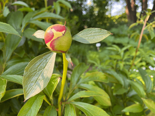Monatsrückblick Mai 2025 - Geschlossene Pfingstrose als Symbol für Wachstum und Balance Monatsrückblick Mai 2025 - Geschlossene Pfingstrose als Symbol für Wachstum und Balance