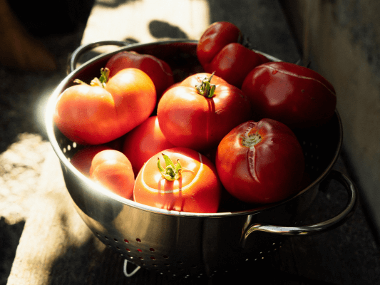 Lugnasadh Erntebild - Schale mit sonnengereiften Tomaten Frisch geerntete, sonnengereifte Tomaten in einer Metallschale - Symbol für Fülle, Dankbarkeit und Reichtum des Sommers