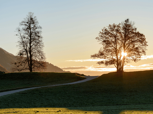 Sonnenuntergang zwischen zwei Bäumen, der Weg führt ins untergehende Licht.