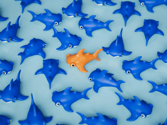 Ein orangefarbener Fisch schwimmt unter blauen – Symbol für Individualität Ein orangefarbener Fisch schwimmt unter blauen – Symbol für Individualität und den Mut, anders zu sein