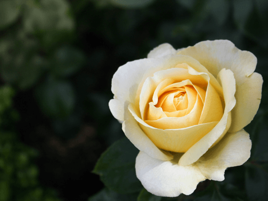 Gelbe Rose in voller Blüte als Symbol für Berührbarkeit und ein offenes Herz