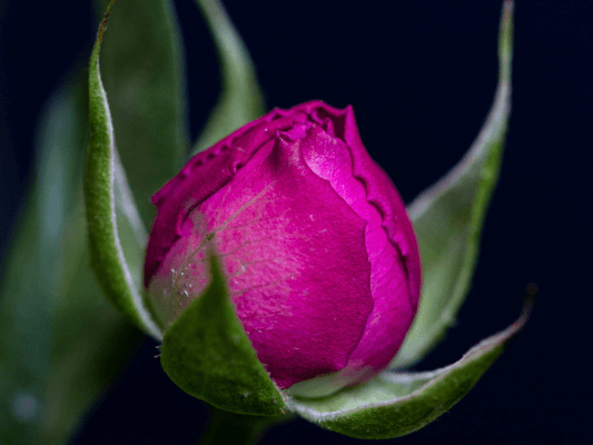 Geschlossene Rosenblüte als Symbol für verlorene Berührbarkeit