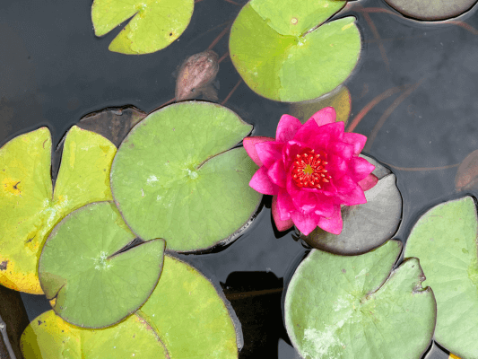 Pinke Seerose im Teich im Juli 2025 Pinkfarbene Seerose im Teich - meine Lieblingsblüte im Juli 2025