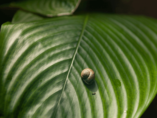 Schnecke im Haus als Symbol für Rückzug und emotionale Abwehr