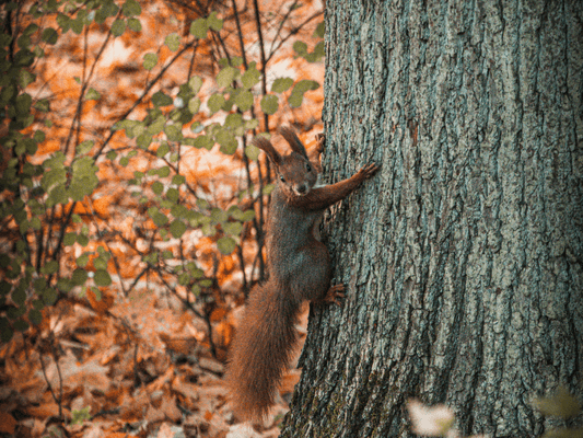 Eichhörnchen klettert am Baumstamm Eichhörnchen klettert am Baumstamm - Sinnbild für Vorratssammeln und Vorbereitung auf den Winter