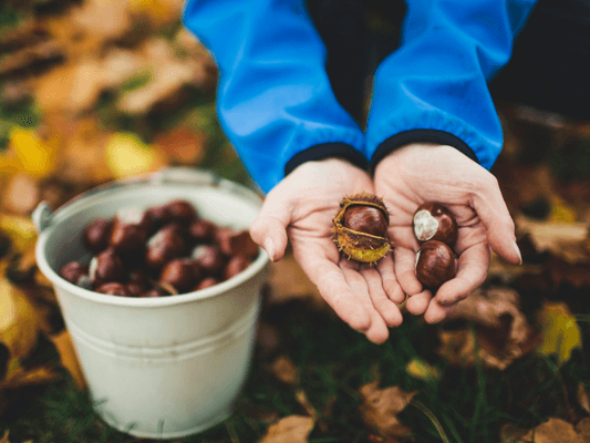 Hände halten Kastanien, daneben ein Eimer voller Ernte - Symbol für Mabon Hände halten Kastanien, daneben ein Eimer voller Ernte - Symbol für Dankbarkeit und Fülle