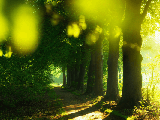 Ein sonnendurchfluteter Waldweg mit Licht am Ende - Symbol für innere Bewegung und Vertrauen in den eigenen Weg im Rahmen einer AKASHA-Lesung