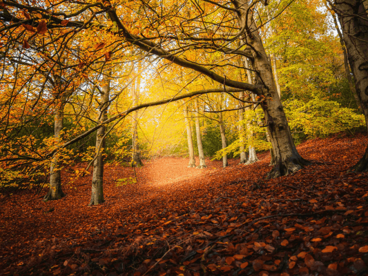 Herbstlicher Waldweg im goldenen Licht - Geerdet und ruhig durch das 4. Quartal 2025 Herbstlicher Waldweg im goldenen Licht - Symbol für den eigenen Weg, Erdung und langsame Bewegung durch den Jahreskreis