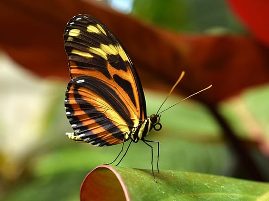 Bunter Schmetterling auf Blatt