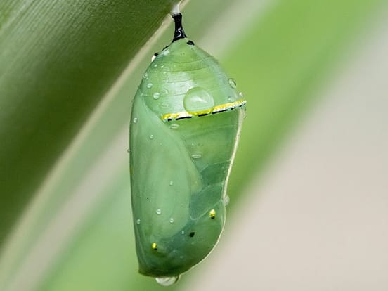jahresrueckblick-2023-wort-des-jahres-inspiration-intentionen-jahresende-reflektion-transformation-wuensche-ziele-schmetterling-jana-engel Grüner Kokon hängt an Blatt