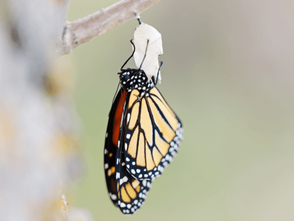 Aus dem Kokon kriechen - Der schwierige Weg zur Selbstbefreiung Ein Schmetterling kämpft sich mühsam aus seinem Kokon, seine Flügel noch zerknittert