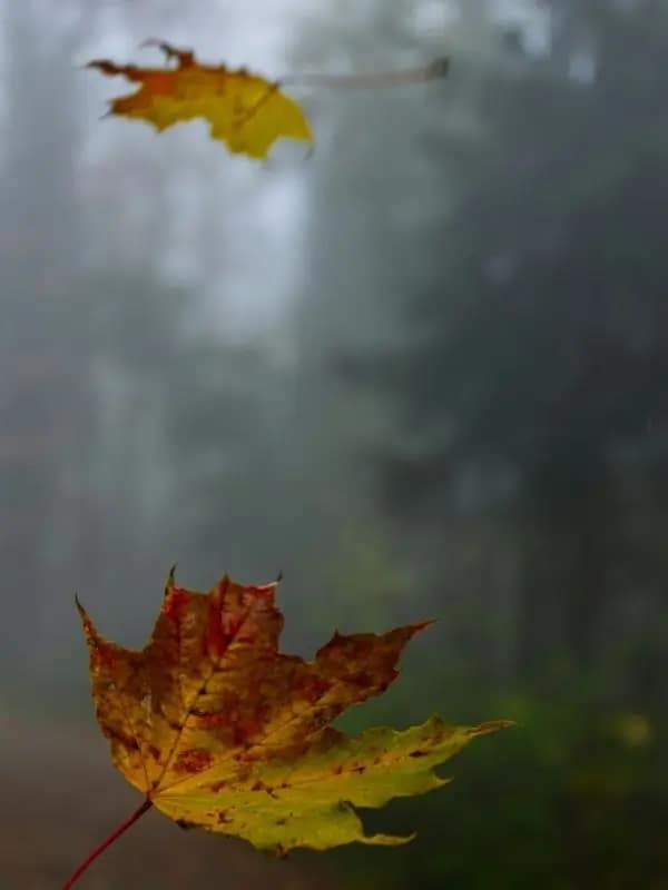 Herbstblätter im Nebel - Wandel und Loslassen Zwei Herbstblätter fallen durch eine neblige Landschaft