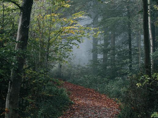 Laubbedeckter Weg durch dunkelgrünen leicht verhangenen Wald