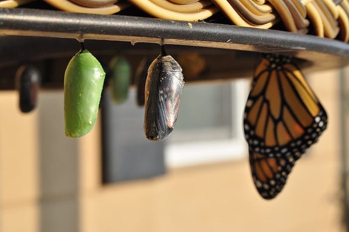 Foto von Entwicklung eines Schmetterlings von der Puppe bis zum Falter