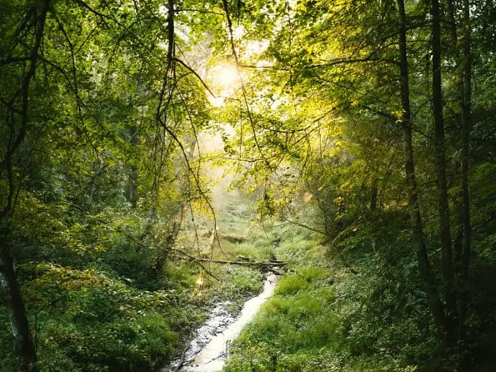 Bachlauf - Der Fluss des Bewusstseins Klarer Bachlauf im grünen Wald - Symbol für den inneren Fluss und das Reisen in der AKASHA Chronik