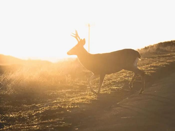 Krafttier Hirsch - Begegnung im Licht Hirsch im goldenen Licht - Symbol für Führung und archetypische Begegnung in der AKASHA Seelenchronik