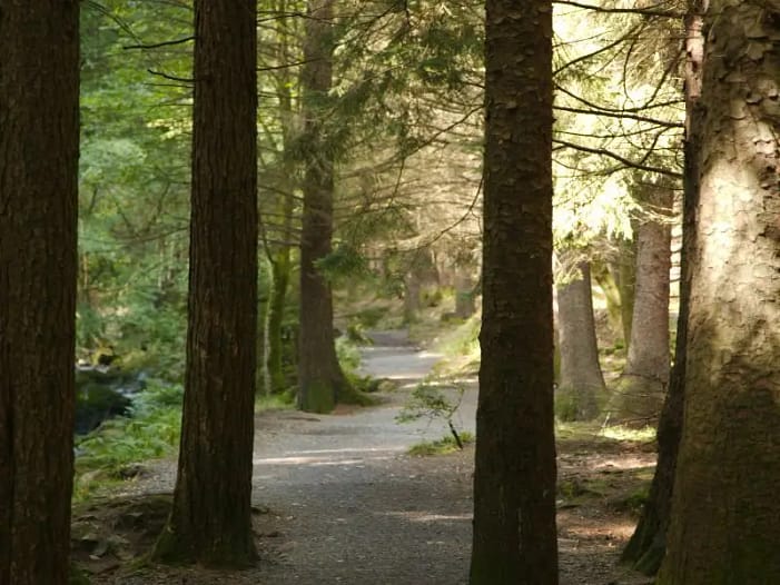 Weg durch den Wald – Der Beginn meiner Reise Waldweg im Morgenlicht - Symbol für den Waldweg im Morgenlicht - Symbol für den Beginn der eigenen AKASHA Chronik Erfahrungen