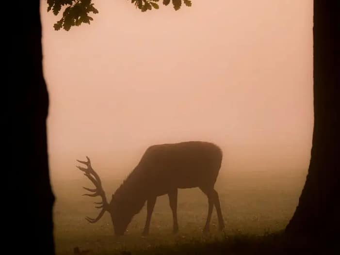 Ein Hirsch im Nebel zwischen Bäumen - Ein Raum für Geborgenheit Ein Hirsch im Nebel zwischen Bäumen - ein leiser Raum, in dem Geborgenheit spürbar wird