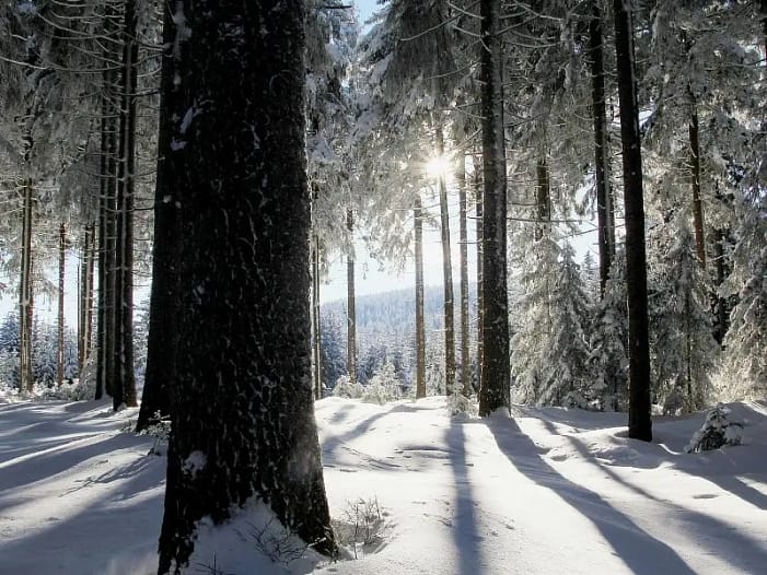 Winterlicher Wald mit Sonnenstrahlen Winterlicher Wald mit Sonnenstrahlen - Licht und Neuausrichtung zum Abschluss der Rauhnächte