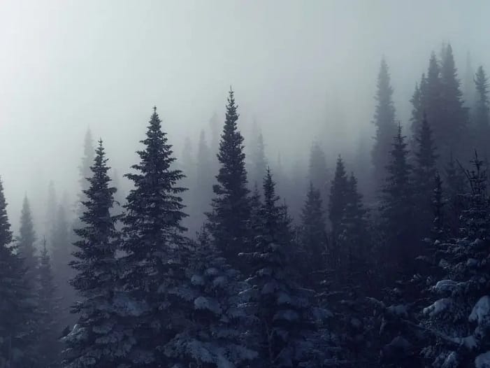 Vernebelter schneebedeckter Nadelwald - Symbol der Magie der Rauhnächte Ein vernebelter Nadelwald mit schneebedeckten Bäumen - Symbol für die Magie und Mystik der Rauhnächte