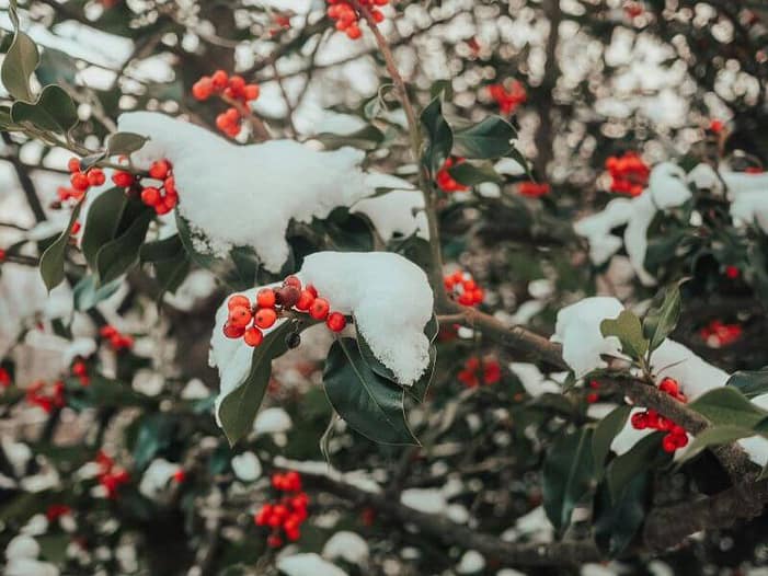 Stechpalme - Pflanzenkraft und Symbolik zur Yule-Zeit Stechpalmen-Zweige mit roten Beeren und Schnee - kraftvolles Symbol im Yule-Fest und der Wintersonnenwende