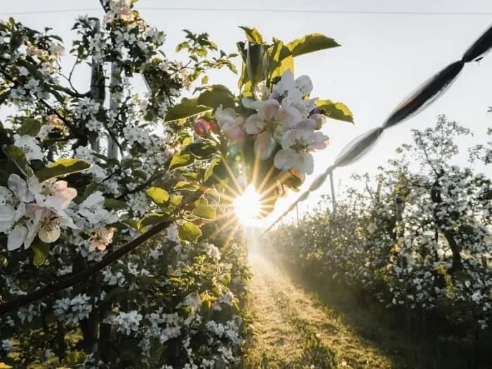 Beltane im Alltag - Frühlingsspaziergang im Blütenlicht Blühende Obstbäume im warmen Frühlingslicht als stimmungsvolles Bild für Beltane im Alltag