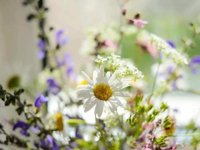 Beltane-Ritual - Wildblumen und Frühlingslicht Wildblumenstrauß im Glas im weichen Frühlingslicht als Inspiration für ein einfaches Beltane-Ritual