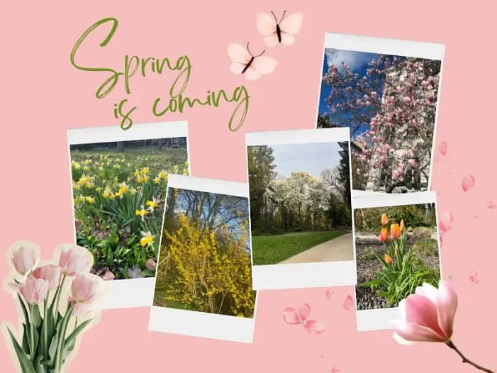 Monatsrückblick März 2026 - Kreative Frühlings-Collage mit verschiedenen Foto-Impressionen wie Narzissen, Maiglöckchen, Tulpen Monatsrückblick März 2026 - Kreative Foto-Collage mit verschiedenen Frühlingsimpressionen wie Narzissen, Maiglöckchen, Tulpen
