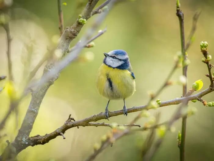 Ostara in der Natur - Vogel zwischen frischen Zweigen Kleiner Vogel auf Zweigen mit frischen Knospen im hellen Frühlingslicht